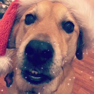 Meet your Posher, Sandy